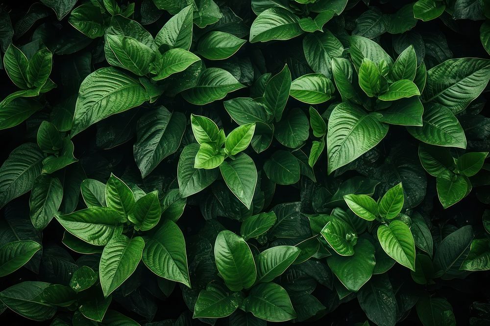 Greenery plants background backgrounds herbs leaf. AI generated Image by rawpixel.