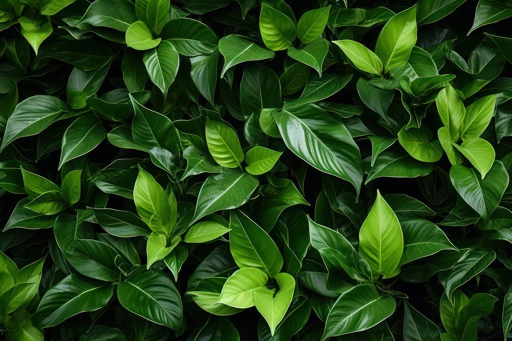Greenery plants background backgrounds leaf vegetation. AI generated Image by rawpixel.
