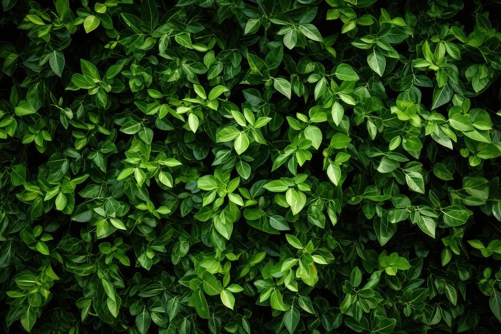Greenery plants background backgrounds leaf ivy. AI generated Image by rawpixel.