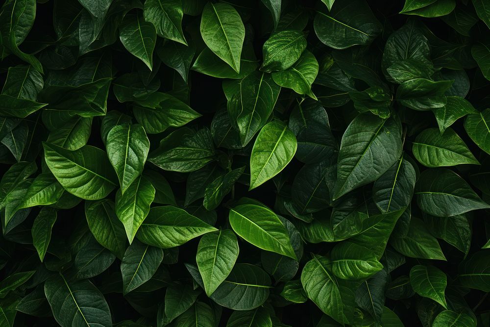 Greenery plants background backgrounds outdoors leaf. AI generated Image by rawpixel.