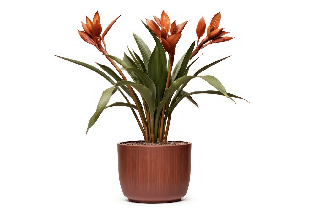 Strelizia Nicolai flower plant vase. AI generated Image by rawpixel.