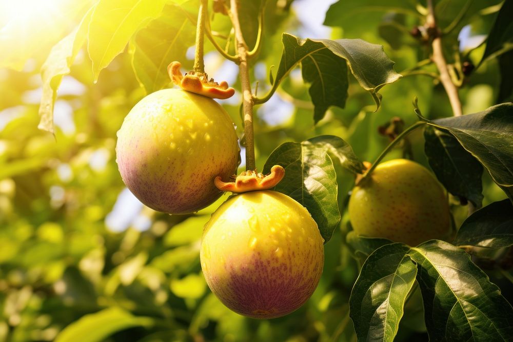 Passion fruit plant tree food. AI generated Image by rawpixel.