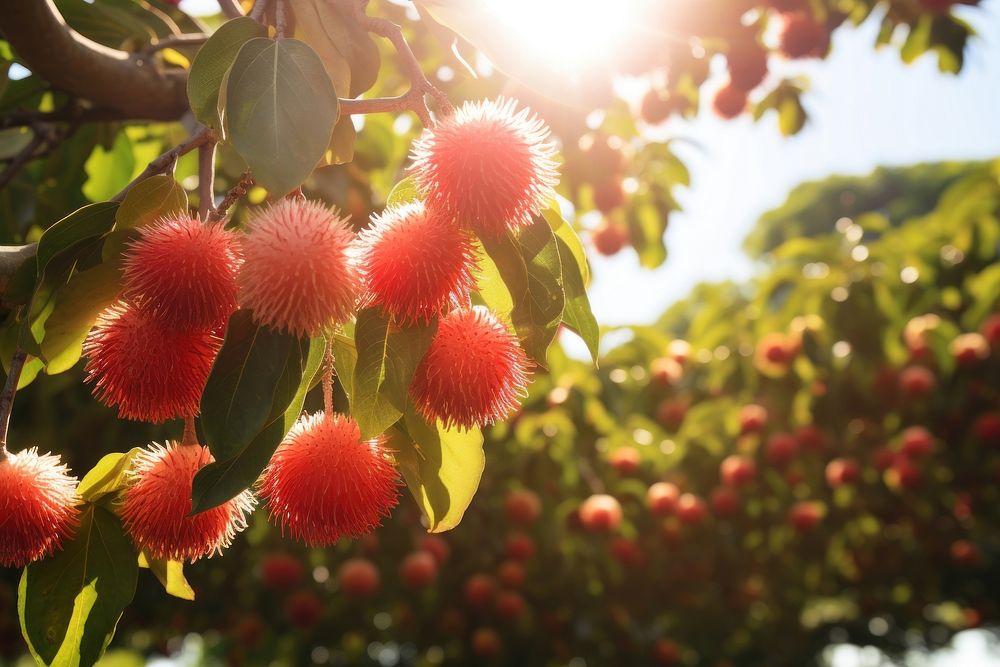 Rambutan fruit tree sunlight. AI generated Image by rawpixel.