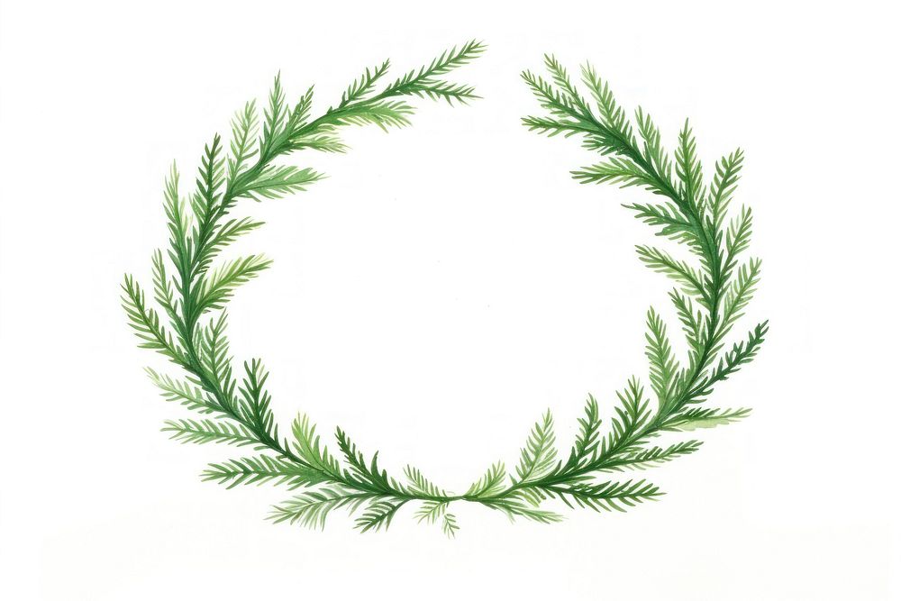 Pine tree wreath plant leaf white background. AI generated Image by rawpixel.