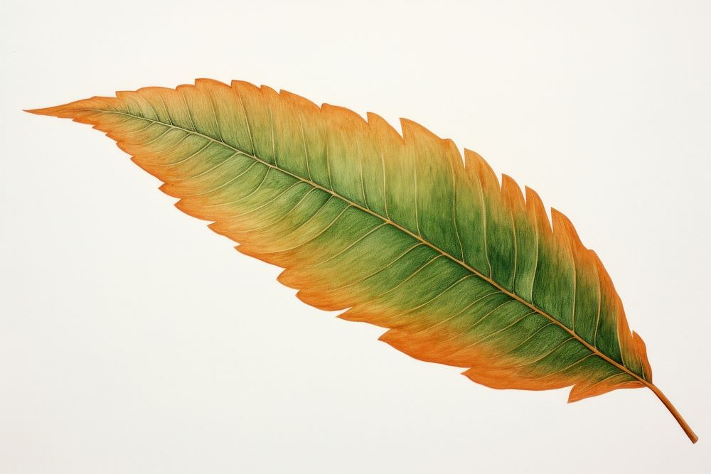 Green leaf turning brown plant tree white background. AI generated Image by rawpixel.