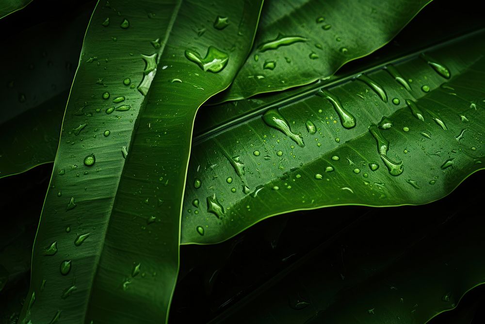 Tropical leaves outdoors pattern nature. AI generated Image by rawpixel.