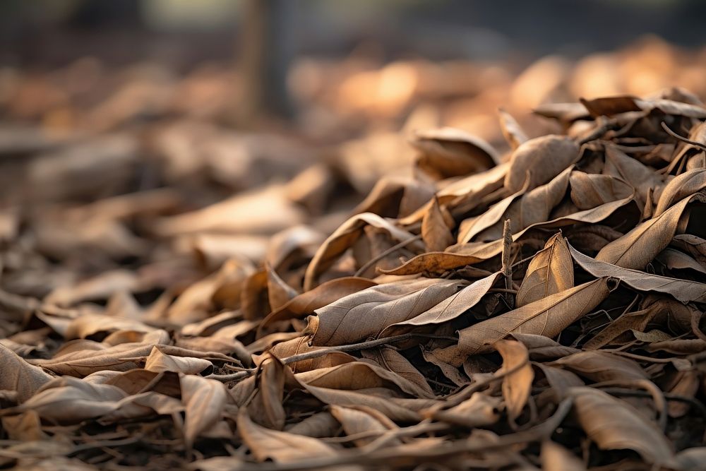 Dried leaves plant leaf tree. AI generated Image by rawpixel.