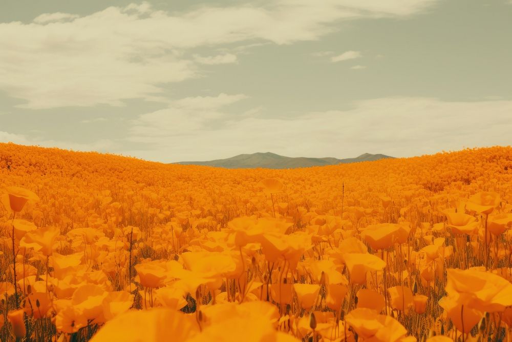 Golden poppy field landscape outdoors nature. AI generated Image by rawpixel.
