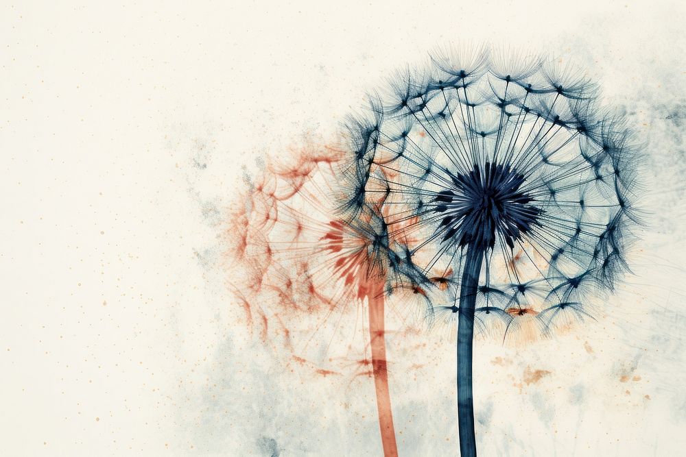 Dandelion plant inflorescence backgrounds. AI generated Image by rawpixel.
