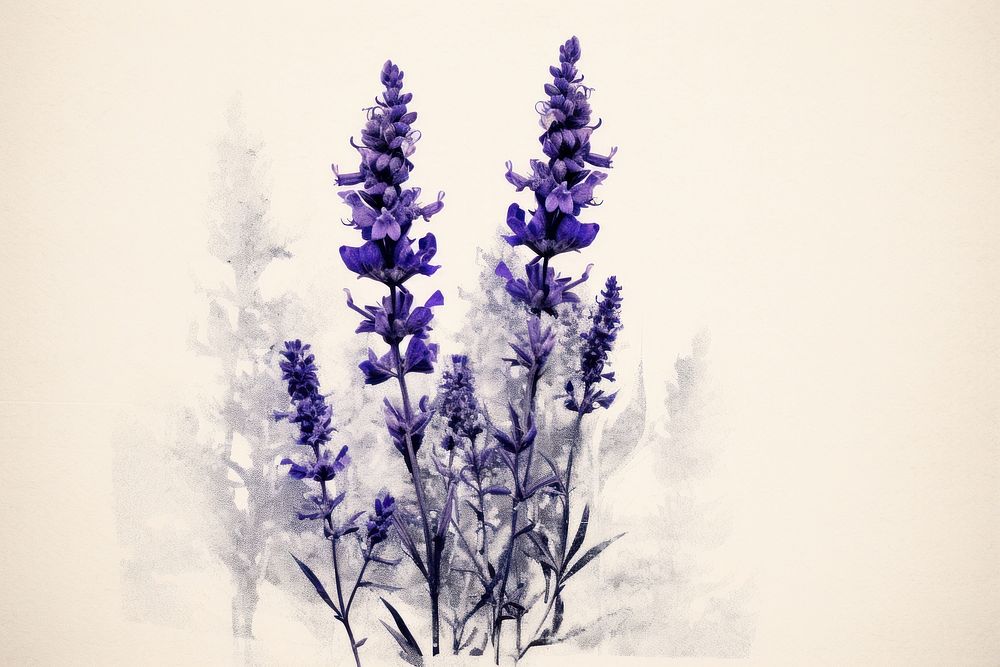 Lavender flower blossom nature. AI generated Image by rawpixel.