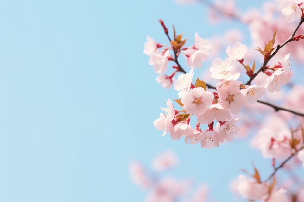Cherry blossom view backgrounds outdoors flower. AI generated Image by rawpixel.
