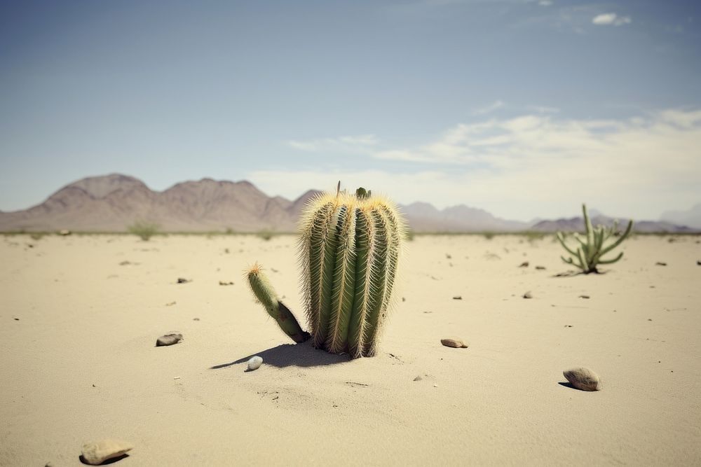 Cactus landscape outdoors nature. AI generated Image by rawpixel.