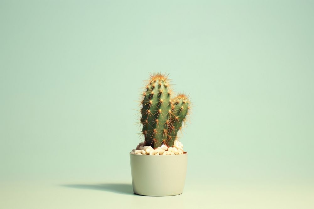Cactus desert plant houseplant. AI generated Image by rawpixel.