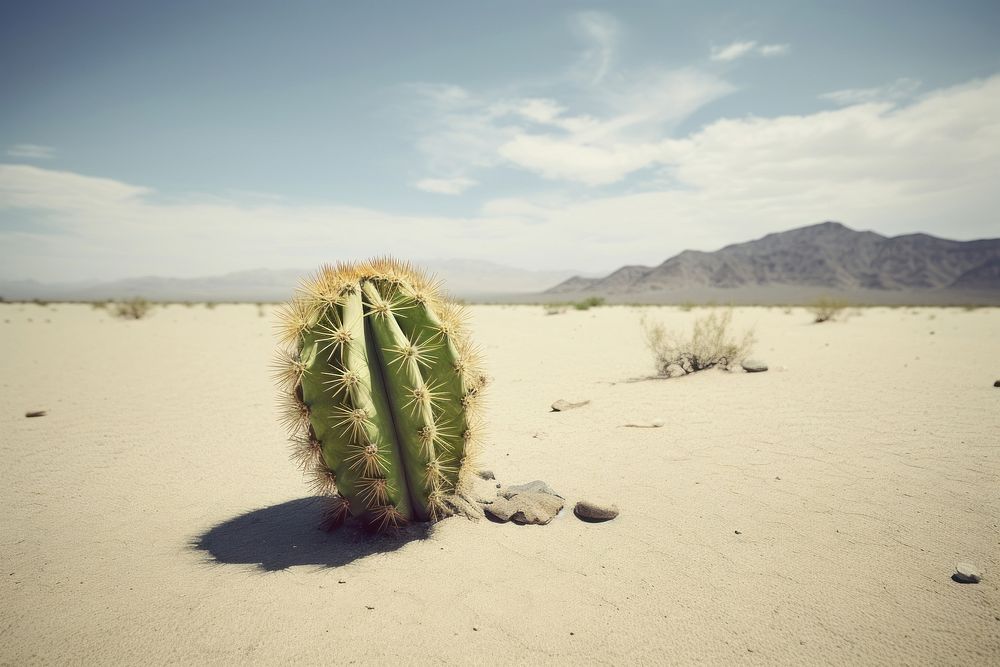 Cactus desert outdoors nature. AI generated Image by rawpixel.