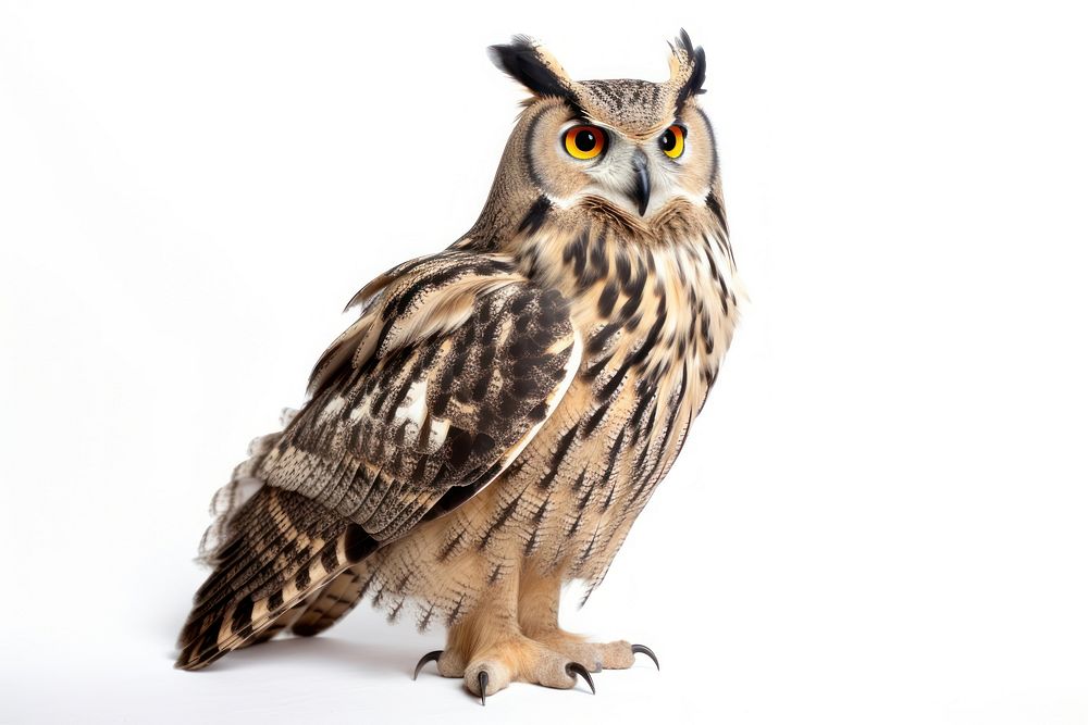Eagle owl animal bird beak. AI generated Image by rawpixel.