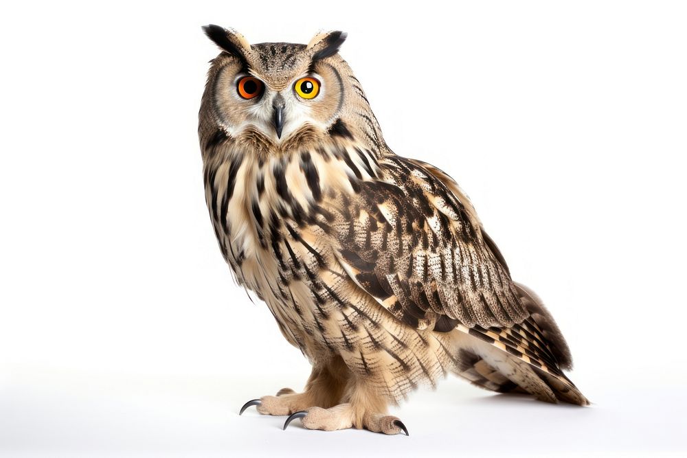 Eagle owl animal bird beak. AI generated Image by rawpixel.