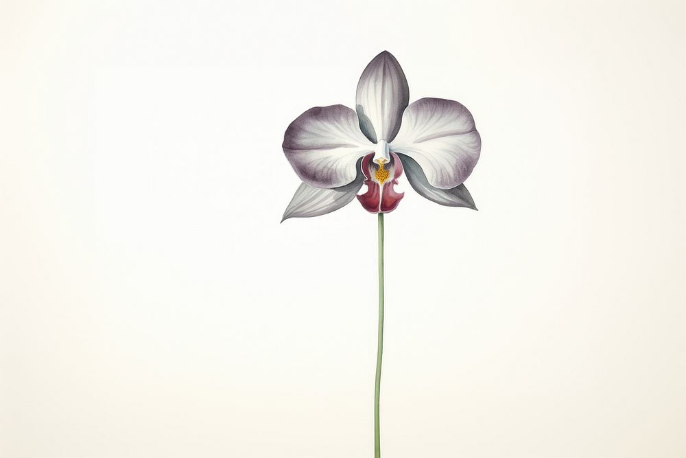 Watercolor purple orchid flower plant inflorescence. AI generated Image by rawpixel.