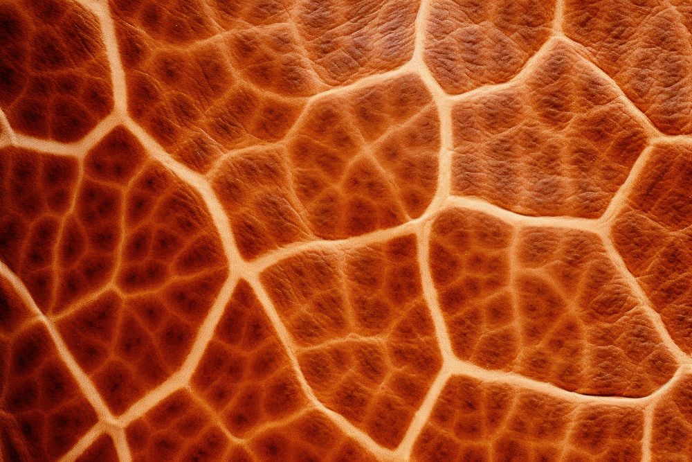Giraffe skin texture macro photography backgrounds. AI generated Image by rawpixel.
