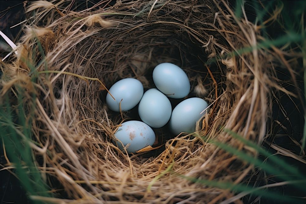 Top view of eggs in nest beginnings fragility tradition. AI generated Image by rawpixel.