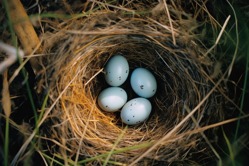 Top view of eggs in nest agriculture beginnings fragility. AI generated Image by rawpixel.