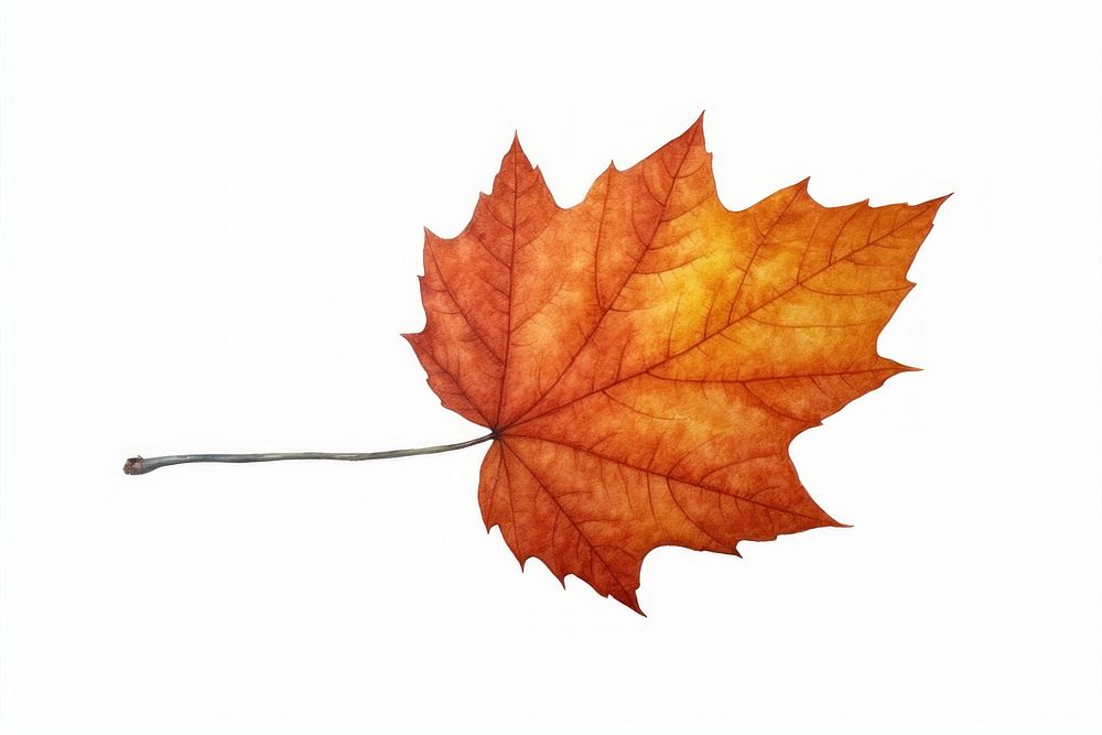Autumn leave watercolor leaves maple plant. AI generated Image by rawpixel.