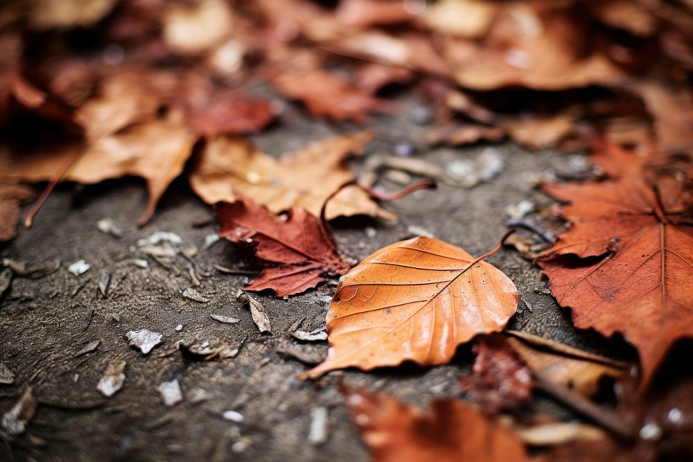 Autumn leaves on the floor a few leaves plant maple leaf. AI generated Image by rawpixel.
