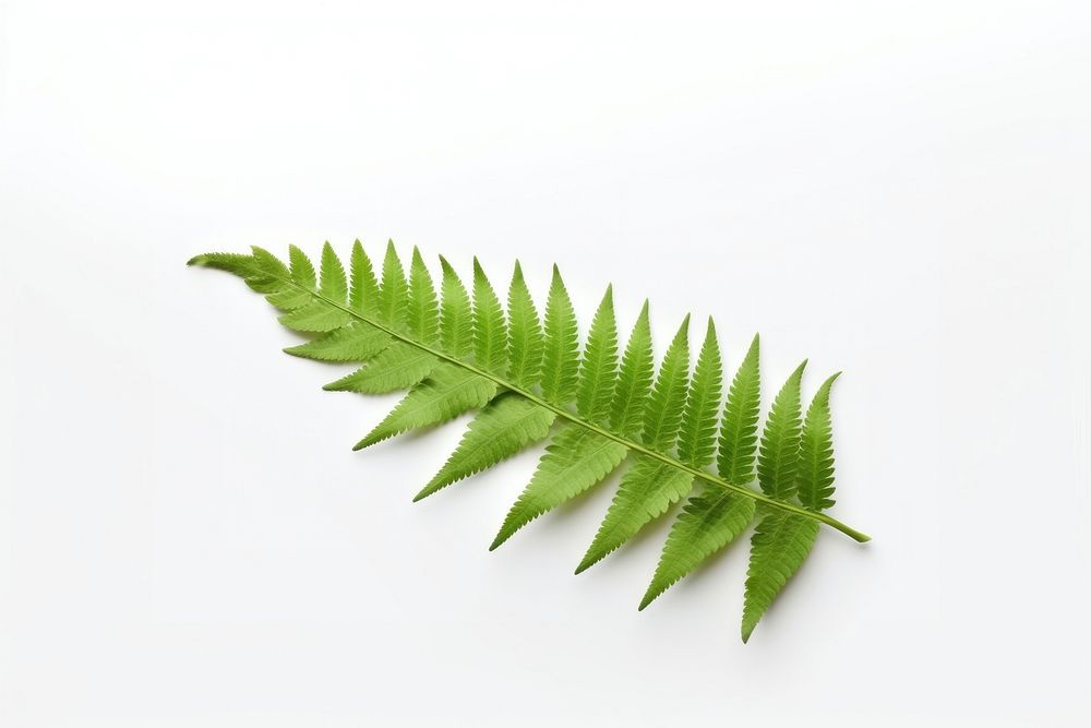 Fern leaves plant leaf xanthorrhoeaceae. AI generated Image by rawpixel.