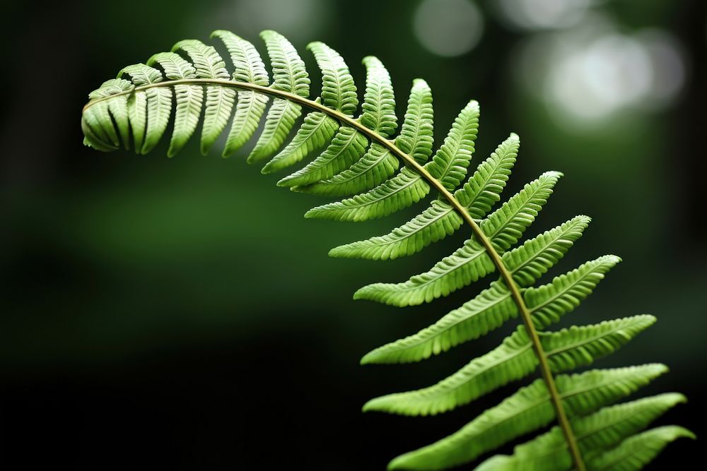 Focus 1 fern leaf plant freshness outdoors. AI generated Image by rawpixel.