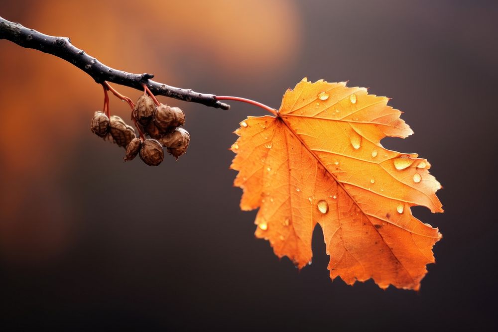 Focus on 1 autumn leaf on a tree plant freshness fragility. AI generated Image by rawpixel.