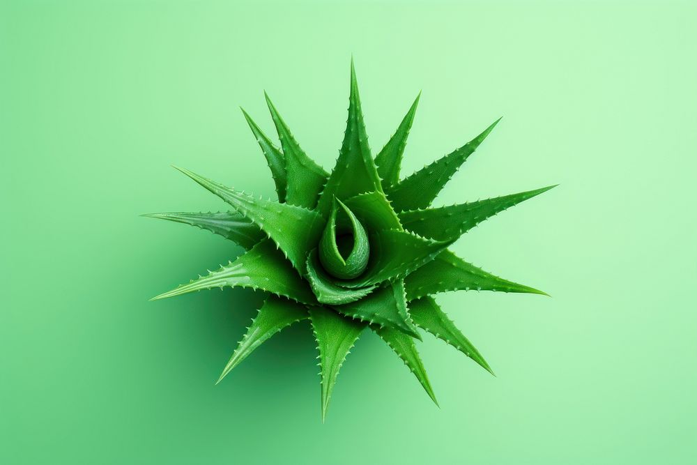 Aloe plant green leaf. AI generated Image by rawpixel.