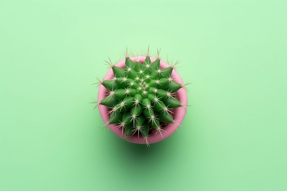Cactus plant purple nature. AI generated Image by rawpixel.
