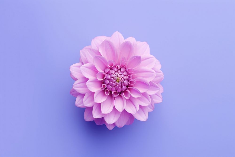 Clip blossom flower dahlia. AI generated Image by rawpixel.