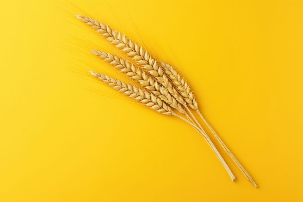 Wheat yellow agriculture triticale. AI generated Image by rawpixel.