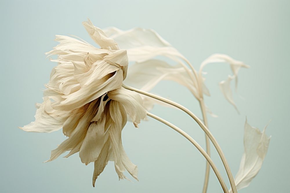Dried flower plant petal art. AI generated Image by rawpixel.