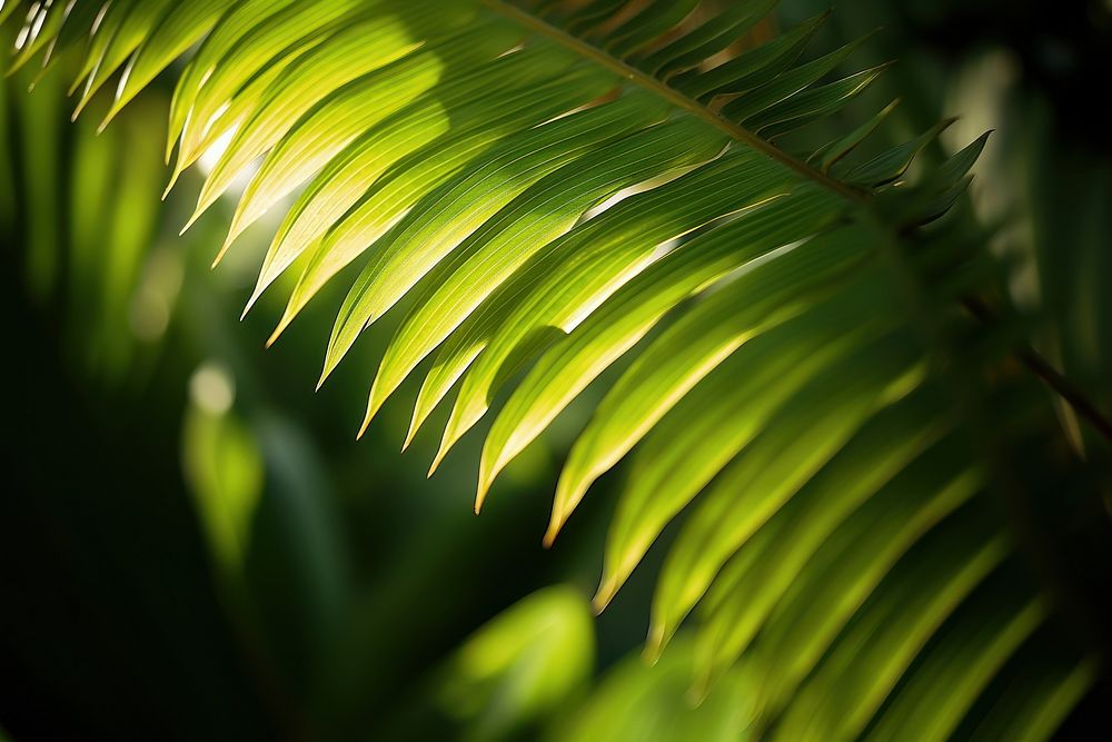 Palm leaf focus outdoors nature plant. AI generated Image by rawpixel.