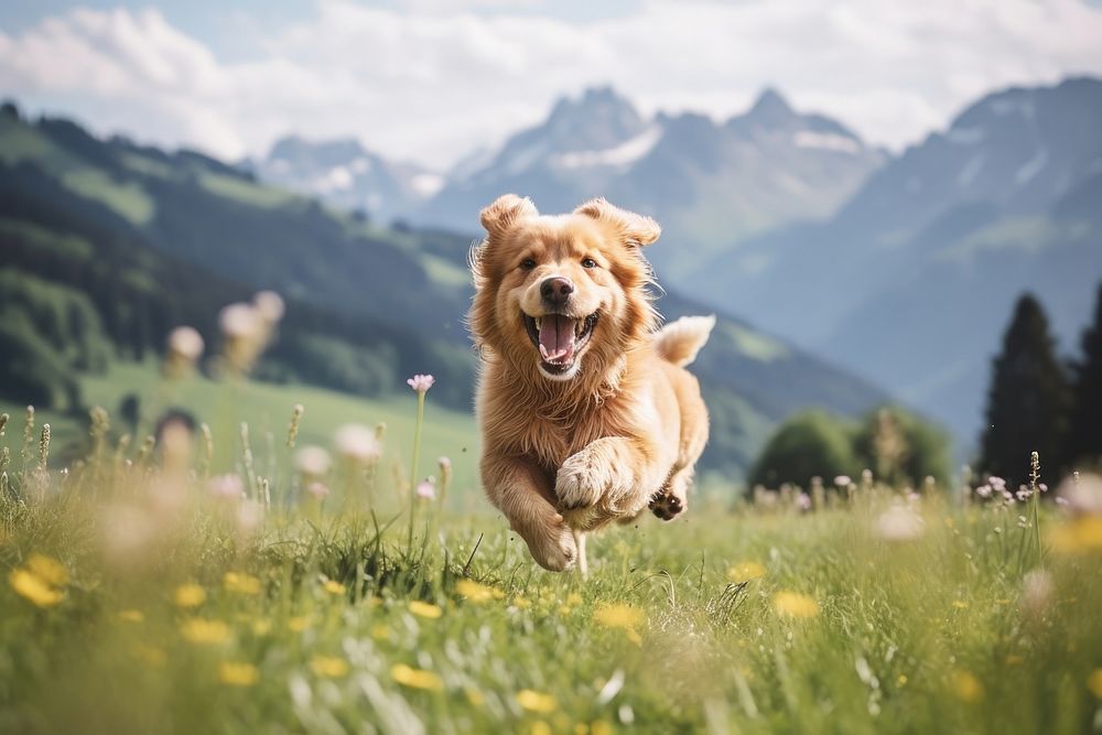 Happy dog grass field mountain. AI generated Image by rawpixel.