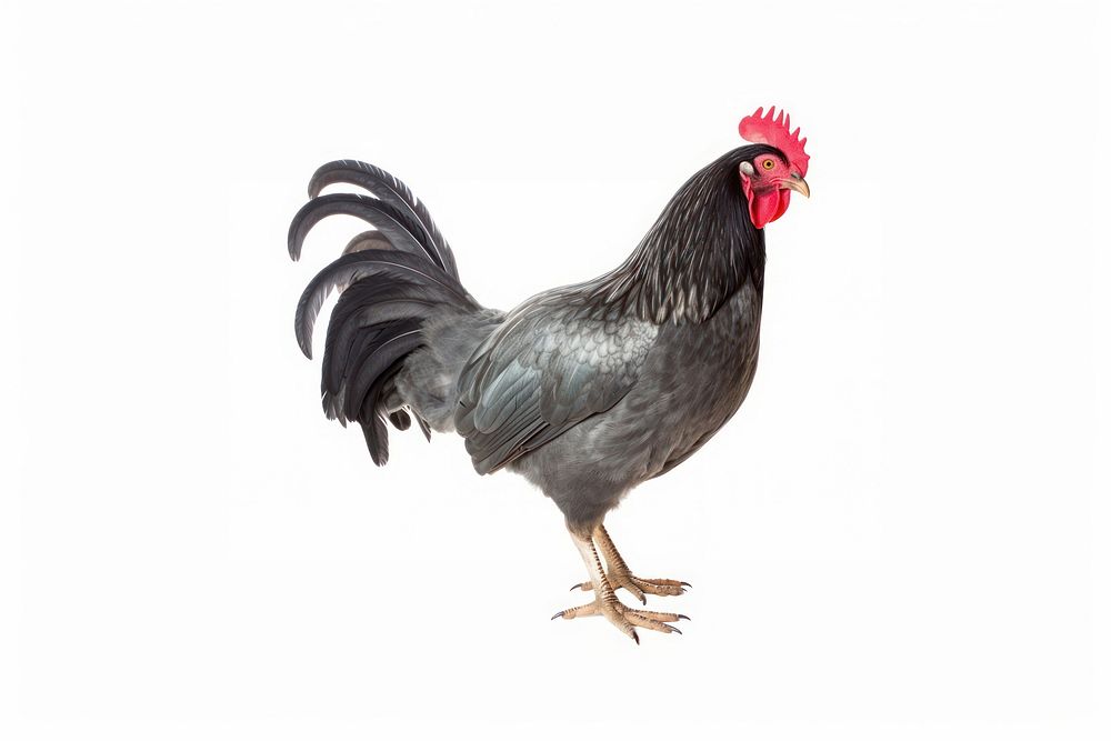 Rooster chicken poultry animal. AI generated Image by rawpixel.