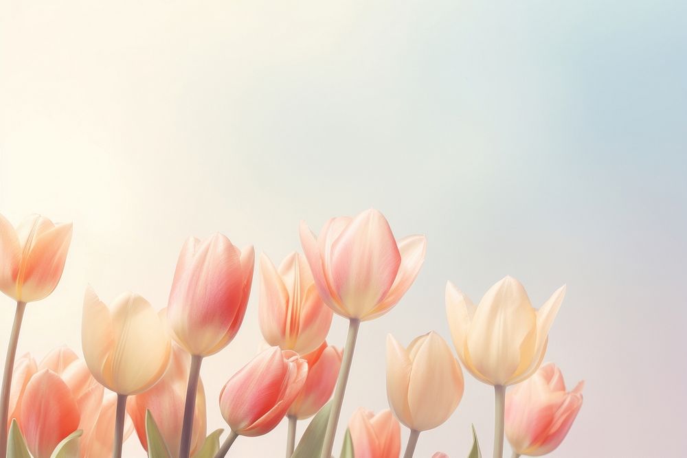 Tulip flowers backgrounds outdoors blossom. AI generated Image by rawpixel.