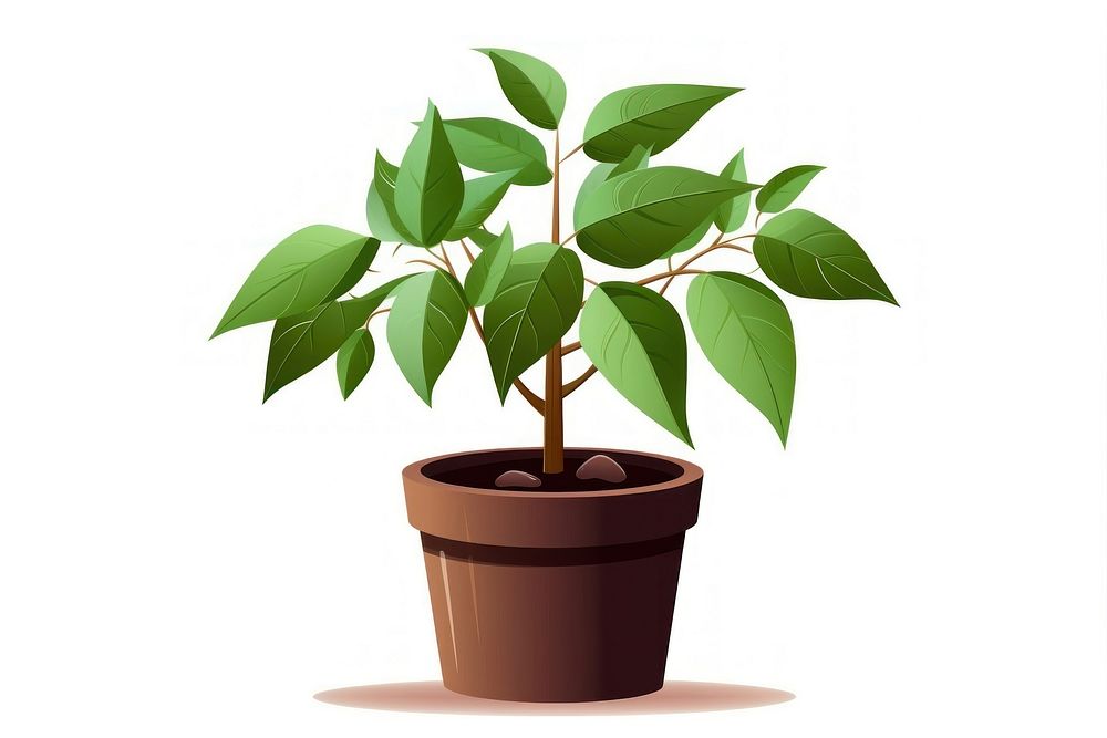 Coffee plant leaf beginnings houseplant. AI generated Image by rawpixel.