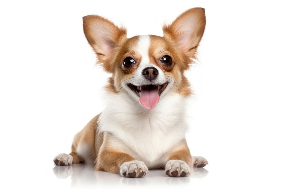 Dog smiling papillon spaniel mammal. AI generated Image by rawpixel.
