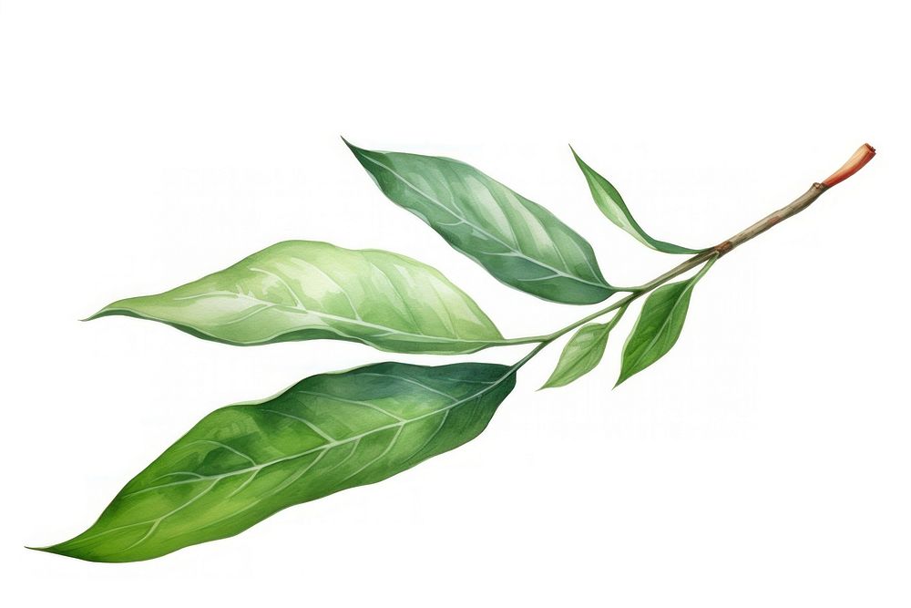 Bay leaf plant herbs annonaceae. AI generated Image by rawpixel.