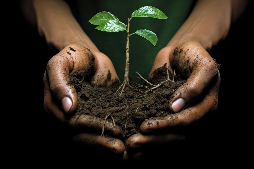 Hands of trees growing seedlings gardening planting outdoors. AI generated Image by rawpixel.