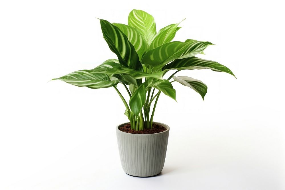 Indoor plant leaf houseplant freshness. AI generated Image by rawpixel.