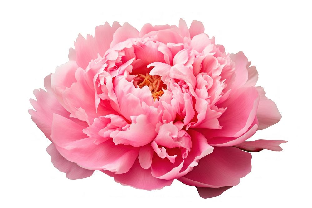 Peony blossom flower dahlia. AI generated Image by rawpixel.