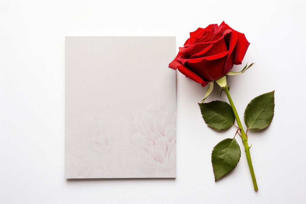 Blank card with red rose