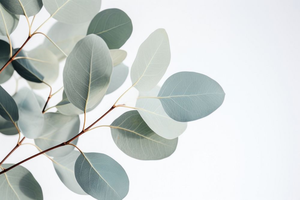 A Eucalyptus plant leaves backgrounds nature leaf. AI generated Image by rawpixel.
