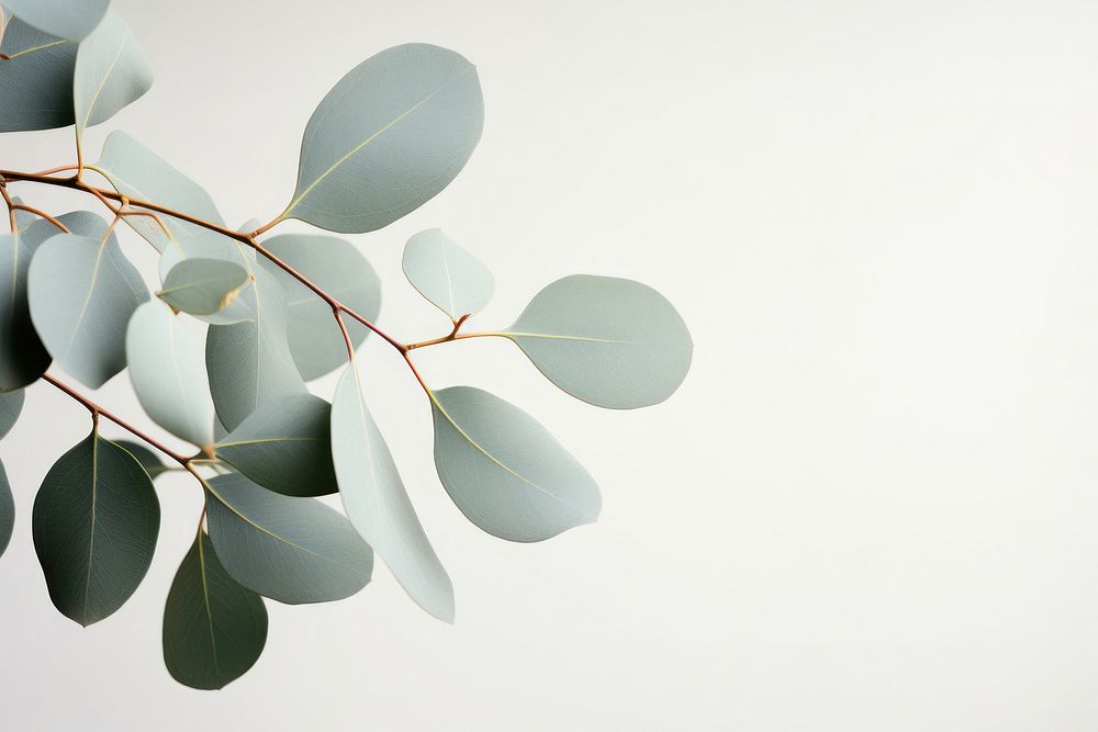 A Eucalyptus plant leaves leaf chandelier branch. AI generated Image by rawpixel.