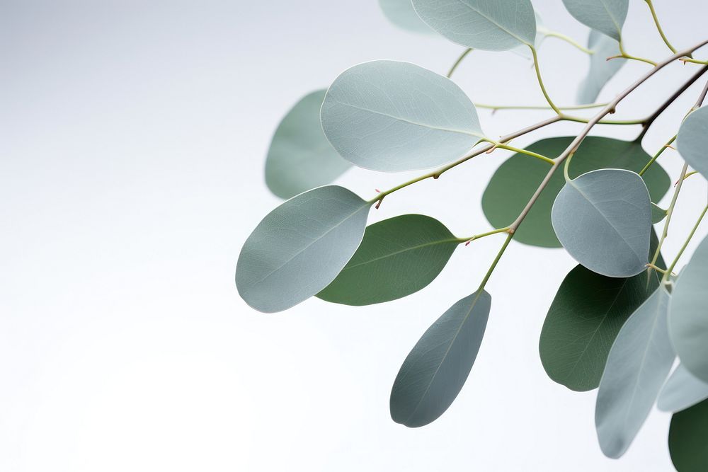 A Eucalyptus plant leaves nature leaf tree. AI generated Image by rawpixel.