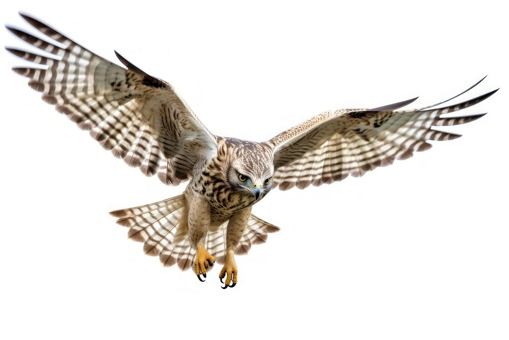 Flying hawk buzzard animal bird. AI generated Image by rawpixel.