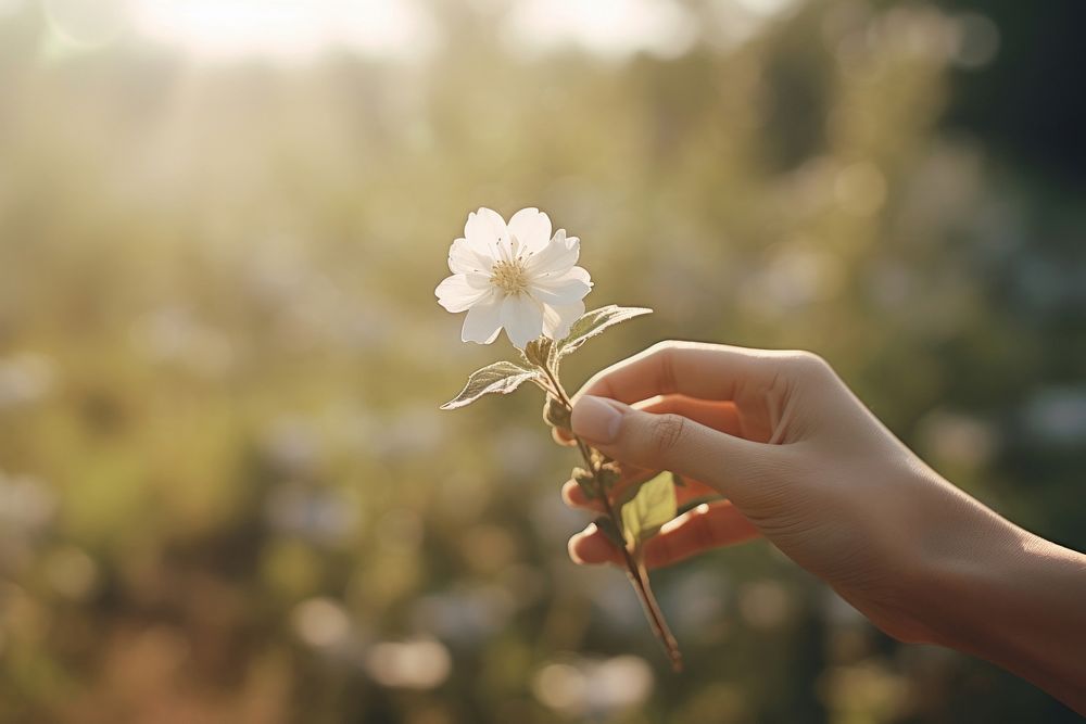 White flower hand outdoors blossom. AI generated Image by rawpixel.